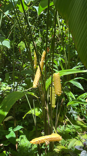 Calathea observed 2026-05-19