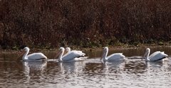 Pelecanus erythrorhynchos