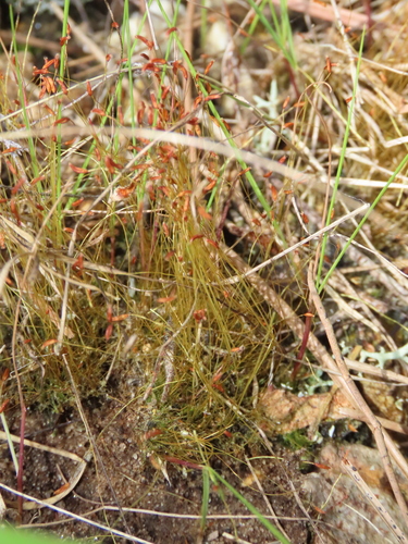 Ditrichum pallidum observed 2026-05-13