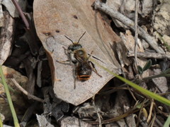 Osmia aurulenta