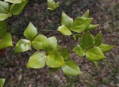 Rhododendron reticulatum