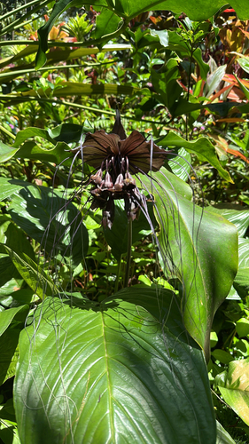 Tacca chantrieri observed 2026-05-19