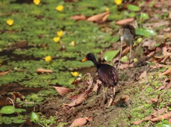 Jacana jacana