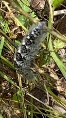 Phyllodesma americana