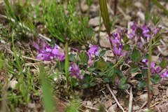 Polygala japonica