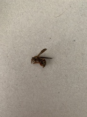 Hymenoptera