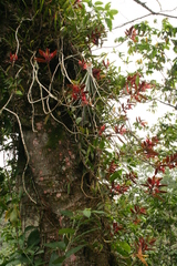 Columnea schiedeana