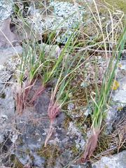 Carex reznicekii