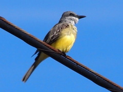 Tyrannus melancholicus