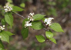 Viburnum erosum