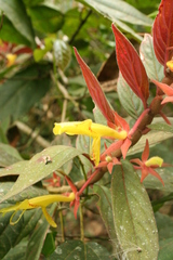 Columnea schiedeana
