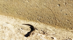 Ablepharus kitaibelii