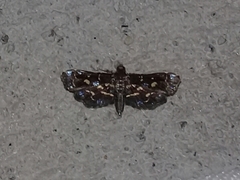 Diathrausta