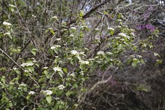 Viburnum erosum