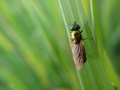 Chloromyia