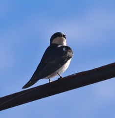 Tachycineta bicolor