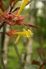 Columnea schiedeana