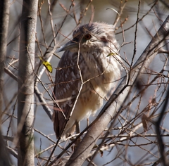 Nycticorax nycticorax