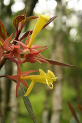 Columnea schiedeana