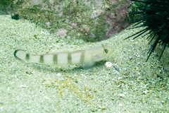 Beauty Goby photo 4