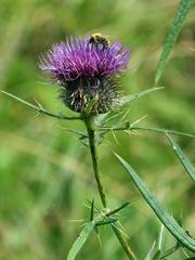Cirsium eriophorum