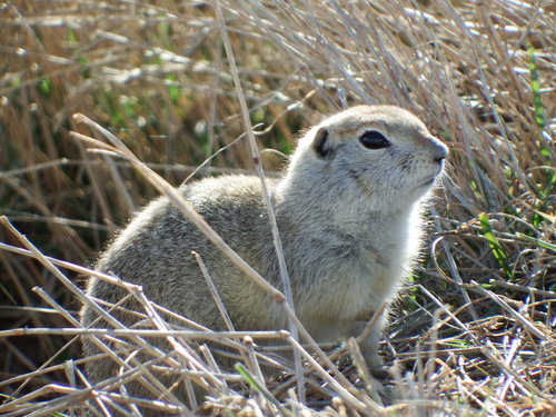 Richardson's Ground Squirrel