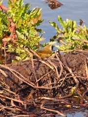 Geothlypis trichas