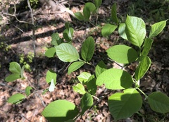 Styrax grandifolius