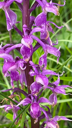 Orchis mascula
