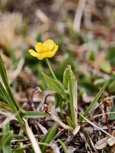 Ranunculus hybridus, photograph 2