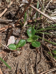 Helianthus occidentalis