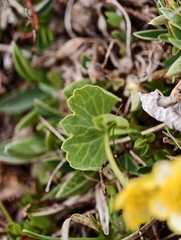 Ranunculus hybridus, photograph author not stated, no rights reserved