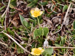 Ranunculus hybridus, photograph author not stated, no rights reserved