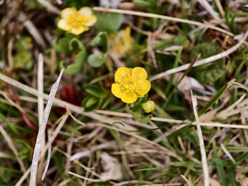 Ranunculus hybridus, photograph 5