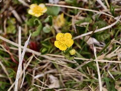 Ranunculus hybridus, photograph author not stated, no rights reserved