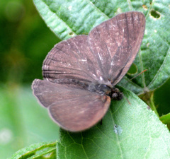 Hermeuptychia sosybius