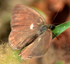 Hermeuptychia sosybius