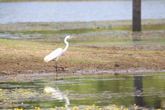 Ardea alba