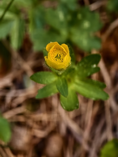 Ranunculus montanus, photograph 6
