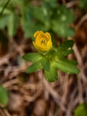 Ranunculus montanus, photograph author not stated, no rights reserved