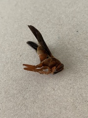 Hymenoptera