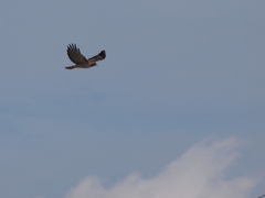 Buteo jamaicensis