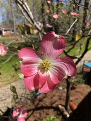 Cornus florida rubra