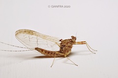 Ephemerellidae