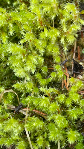 Hylocomiadelphus triquetrus