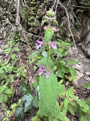 Stachys bullata, photograph author not stated, no rights reserved