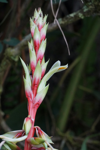 Pitcairnia maidifolia, photograph 5