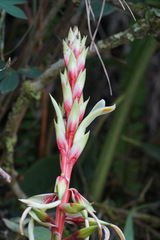 Pitcairnia maidifolia, photograph (c) Connor Connolly-Moyls, some rights reserved (CC BY)