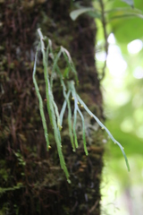 Psilotum complanatum