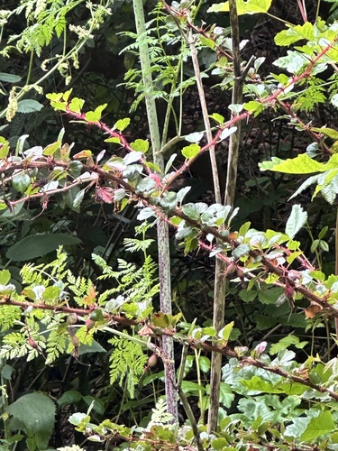 Ribes speciosum, photograph 3